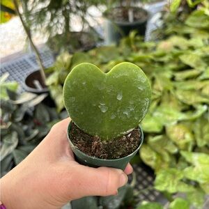 Heart-Shaped Green Hoya Succulent